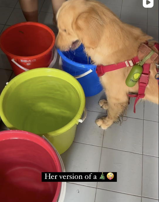 Christmas Dog